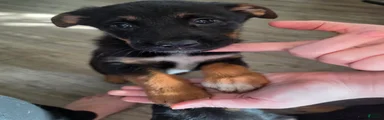 Mixed Breed 2