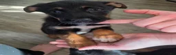 Mixed Breed dogs for sale: Mixed Breed 2 - Ad 1
