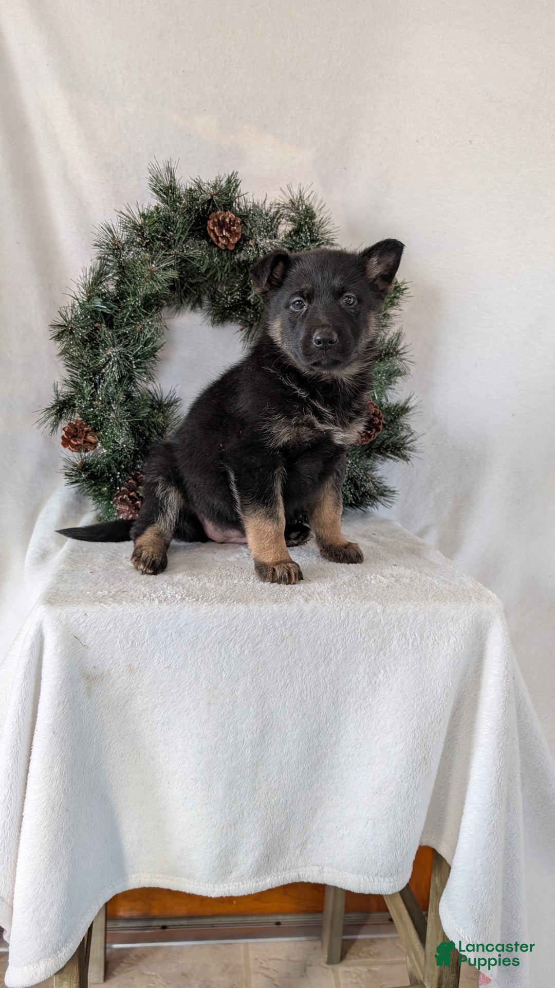 German Shepherd dogs for sale: Easton  - Ad 6