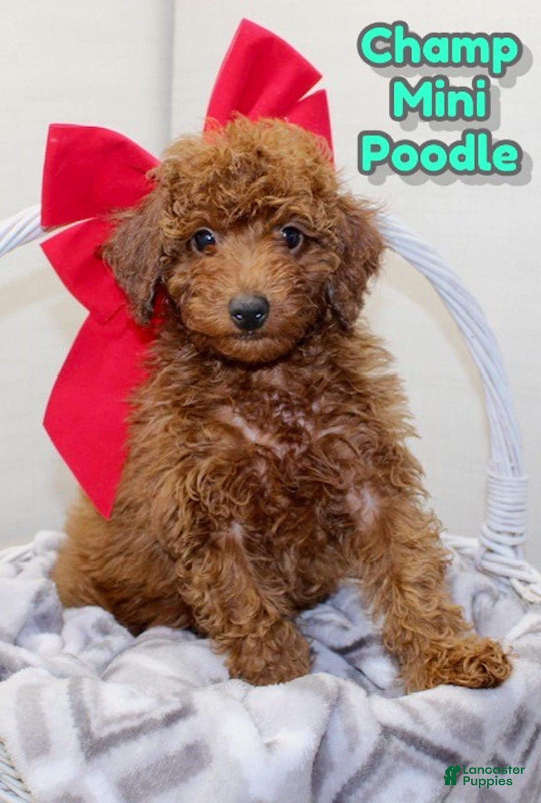 Miniature Poodle dogs for sale: Champ - Ad 1