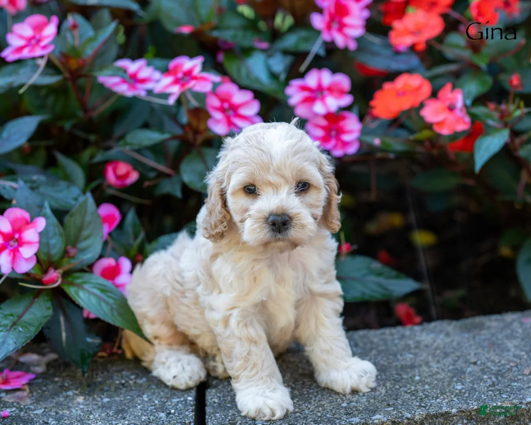 Cockapoo dogs for sale: Gina - Ad 2