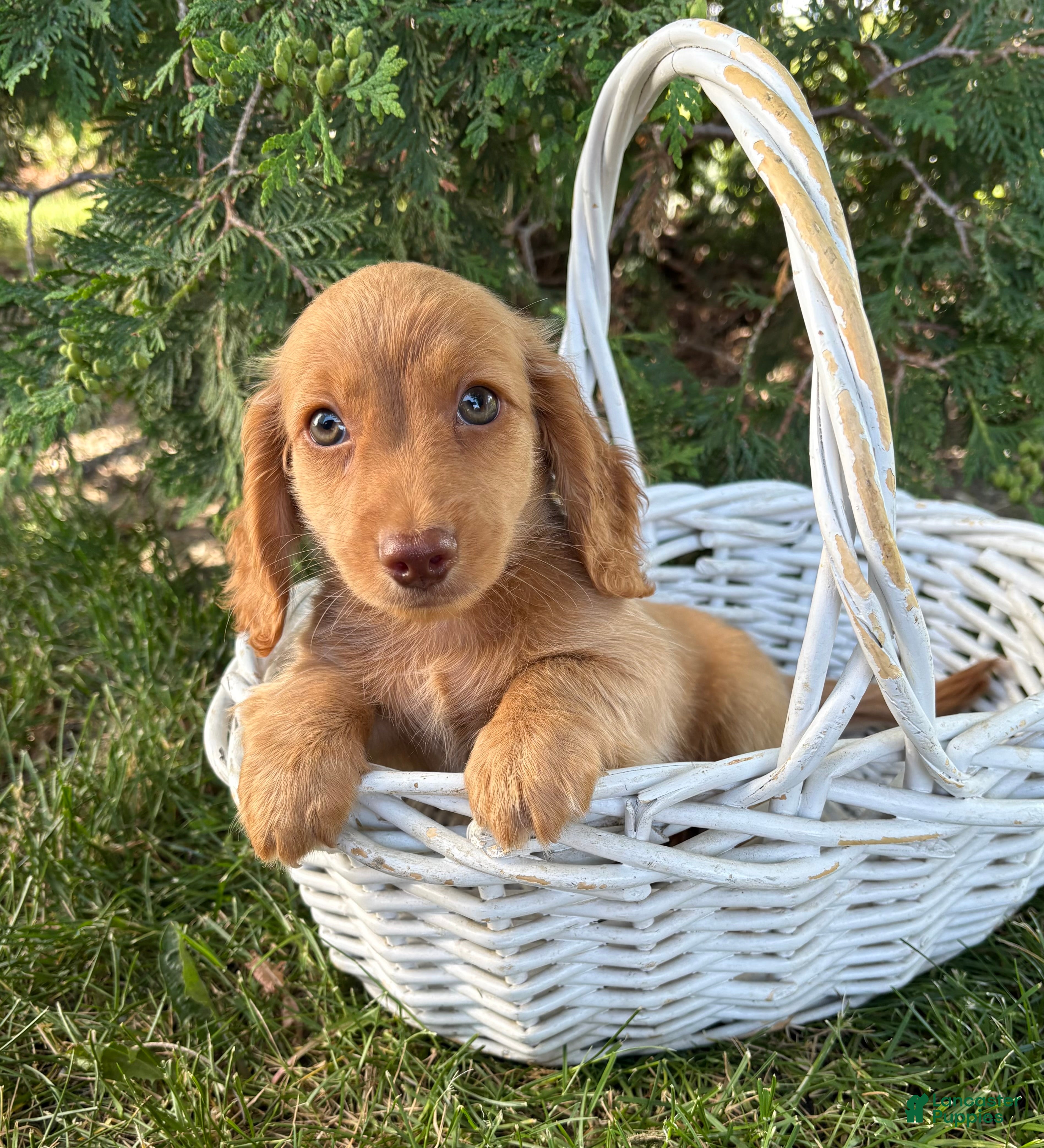 Dachshund dogs Briggs - Ad 2