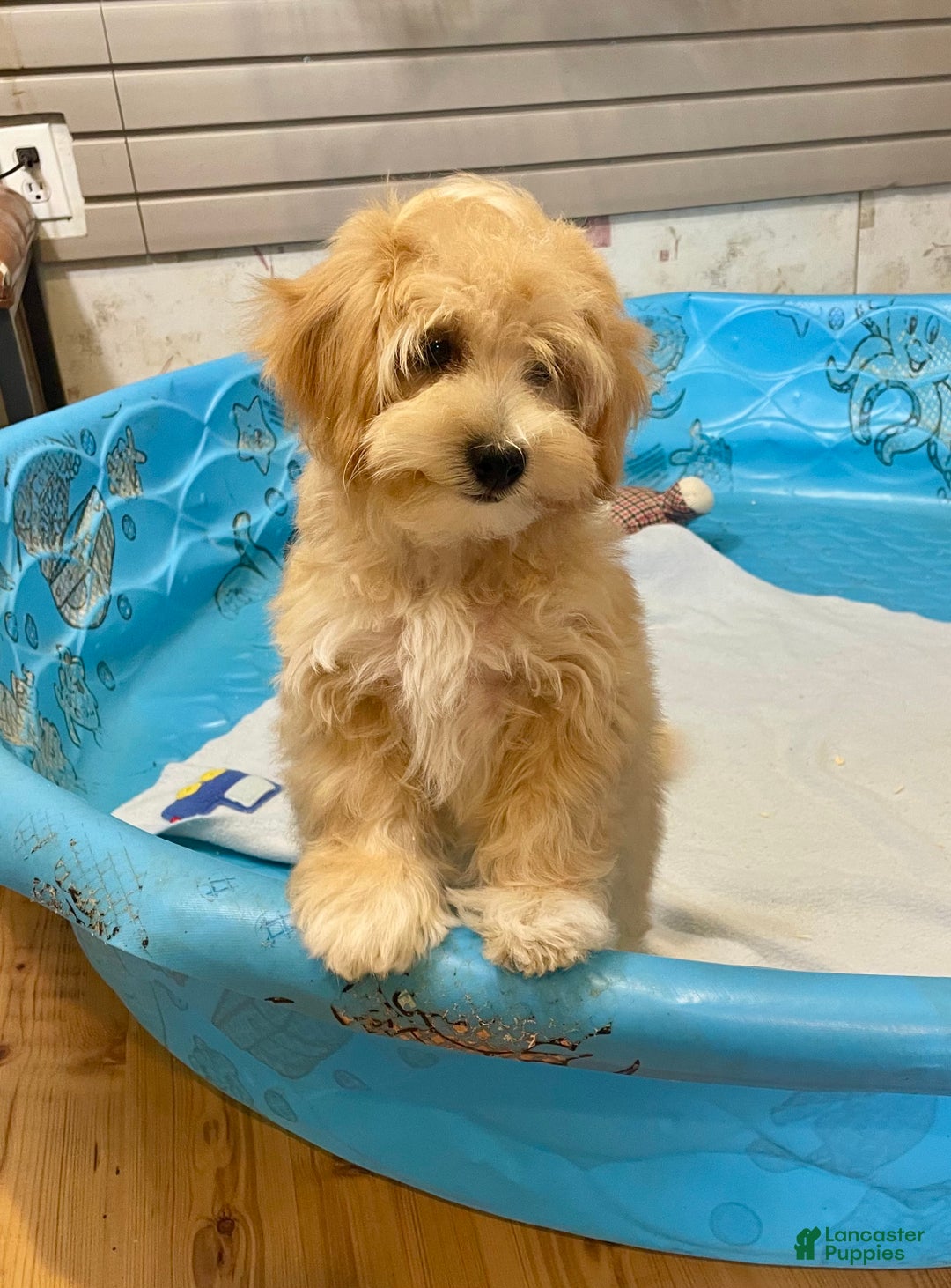 Mixed Breed dogs for sale: Ralph - Ad 4