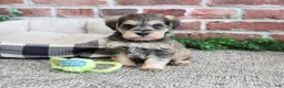 Miniature Schnauzer dogs for sale: Ranger  - Ad 5