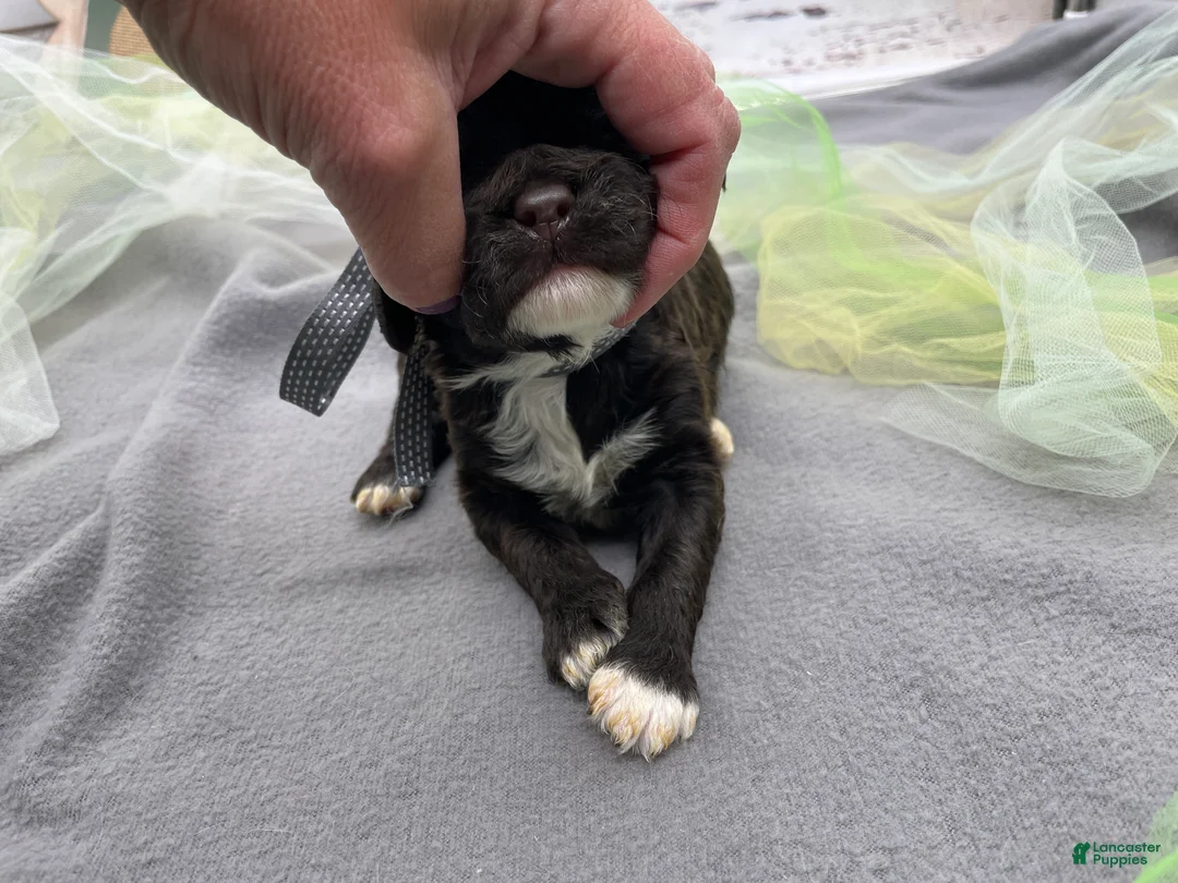 Portuguese Water Dog dogs for sale: Benedict - Ad 3