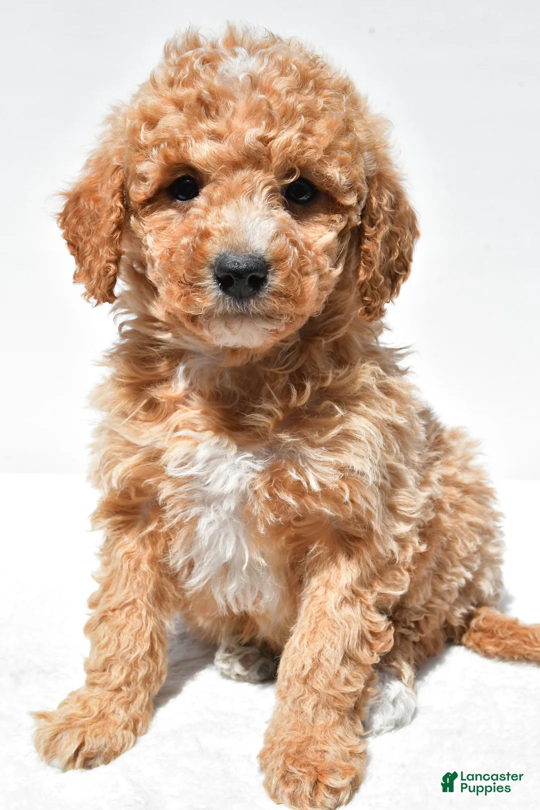 Mini Goldendoodle dogs for sale: Willow - Ad 2