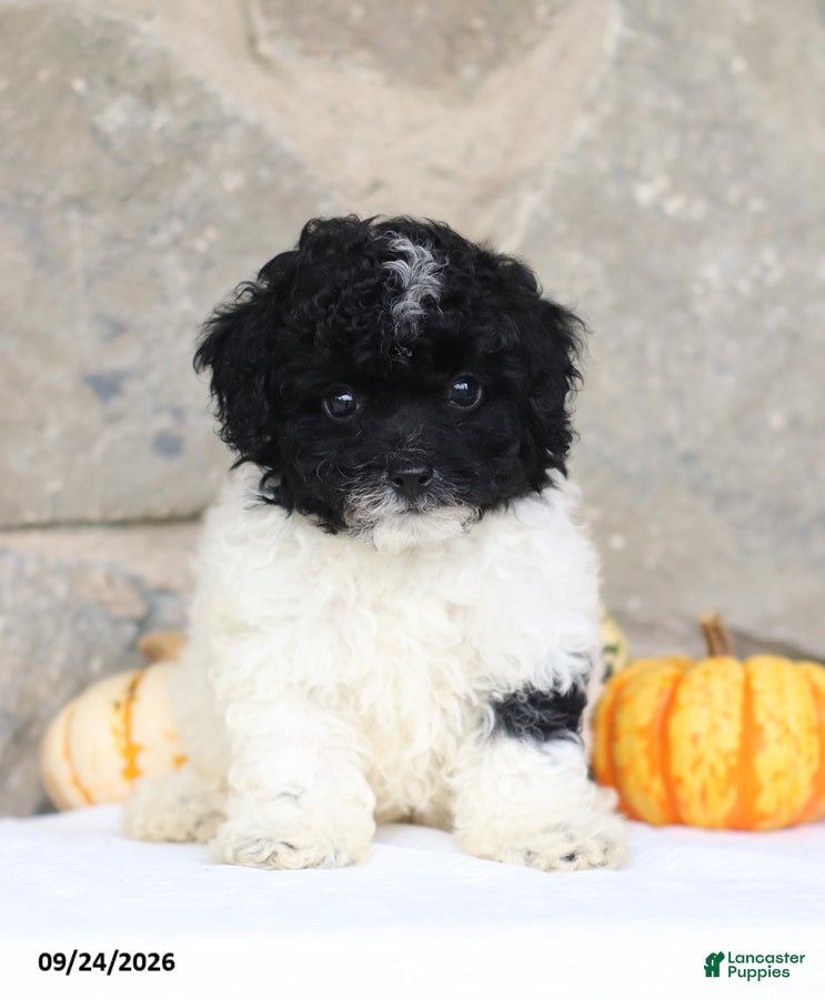 Toy Poodle dogs Carlyle - Ad 1