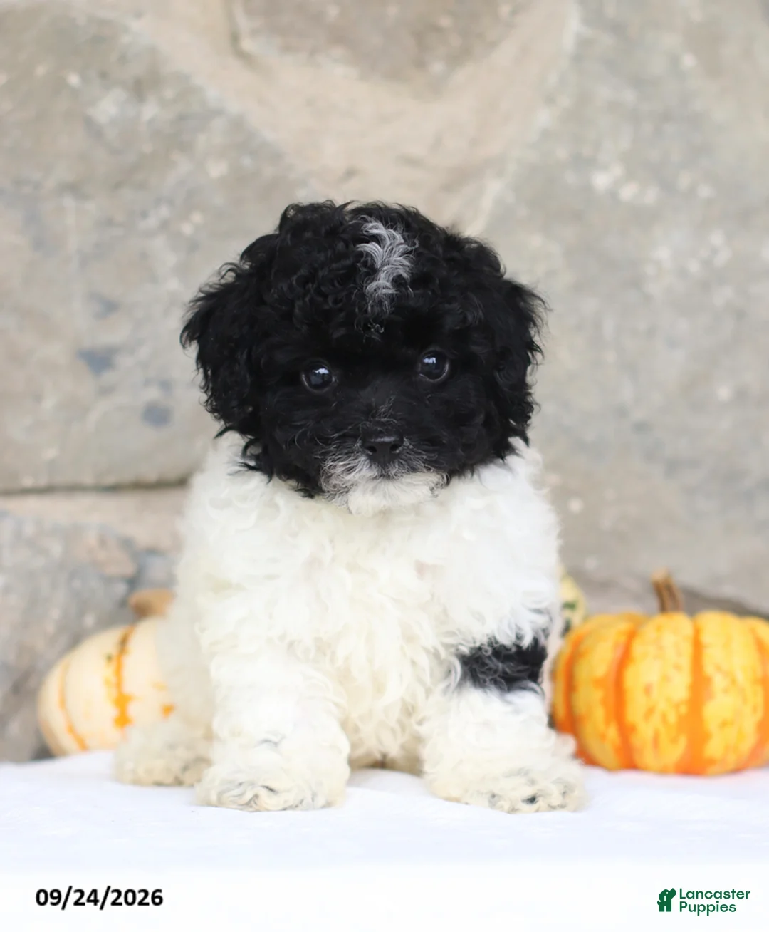 Toy Poodle dogs for sale: Carlyle - Ad 1