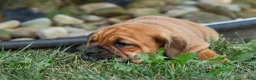 Beabull dogs for sale: Axel 💙🐾 - Ad 3