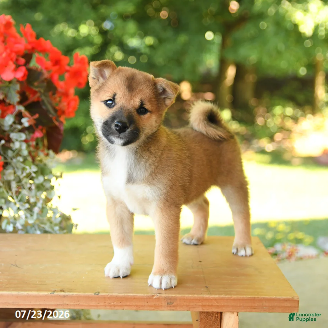 Shiba Inu dogs for sale: Karmel - Ad 2
