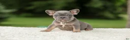 French Bulldog dogs for sale: Duke - Ad 10