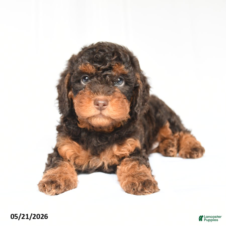 Toy Poodle dogs Korbin - Ad 2