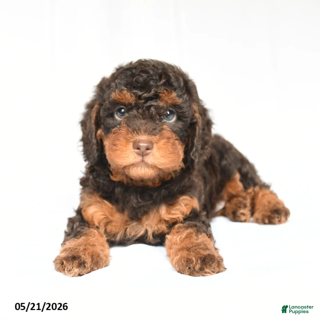 Toy Poodle dogs for sale: Korbin - Ad 2
