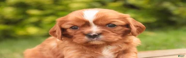 Felicity Cavalier King Charles Spaniel 