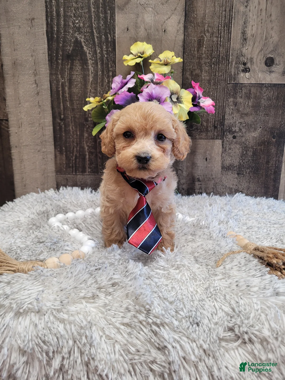 Mixed Breed dogs for sale: Hendrix - Ad 1