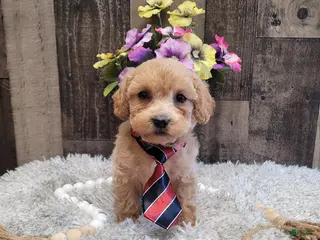 Mixed Breed dogs for sale: Hendrix - Ad 2