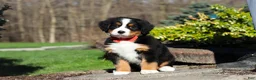 Bernese Mountain Dog dogs for sale: Nala - Ad 3