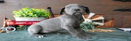 Great Dane dogs for sale: Daisy - Ad 3