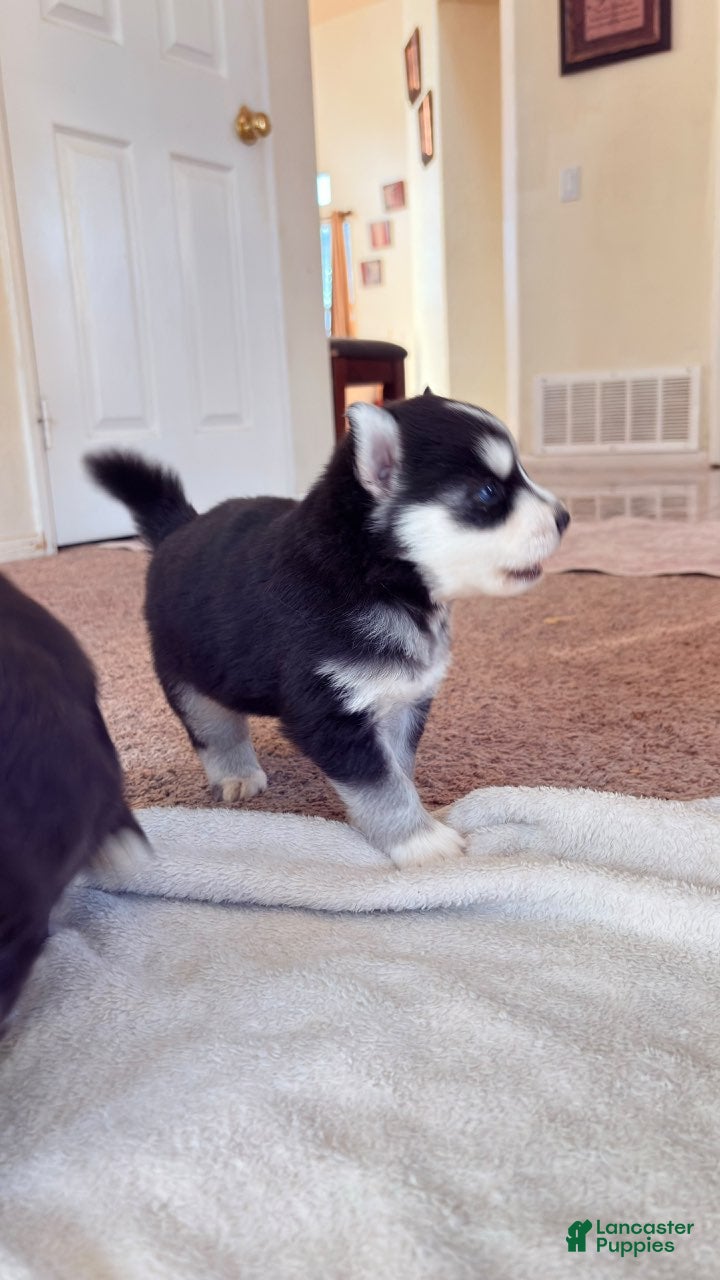 Pitsky dogs Boy 3 - Ad 5