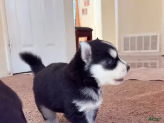 Pitsky dogs Boy 3 - Ad 8