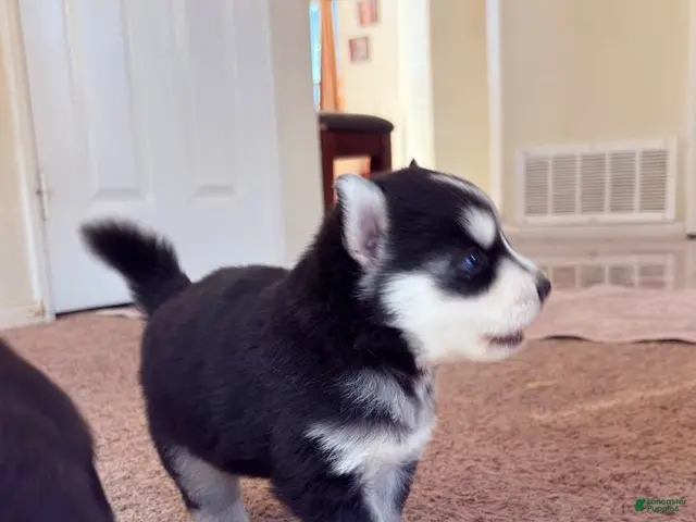 Pitsky dogs for sale: Boy 3 - Ad 3