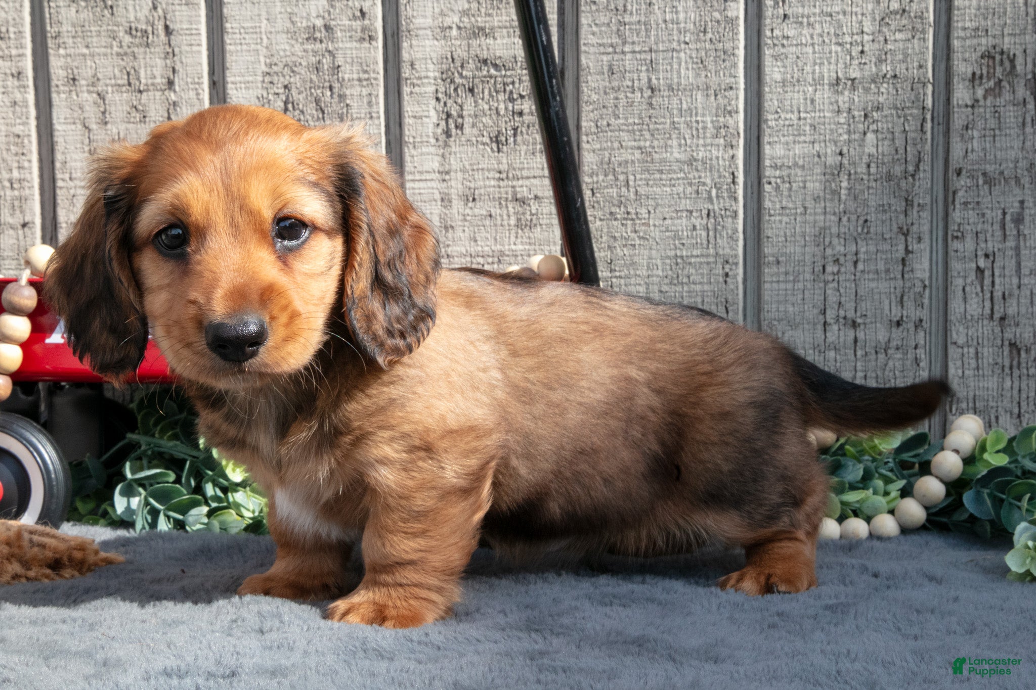 Miniature Dachshund dogs Samspon - Ad 1