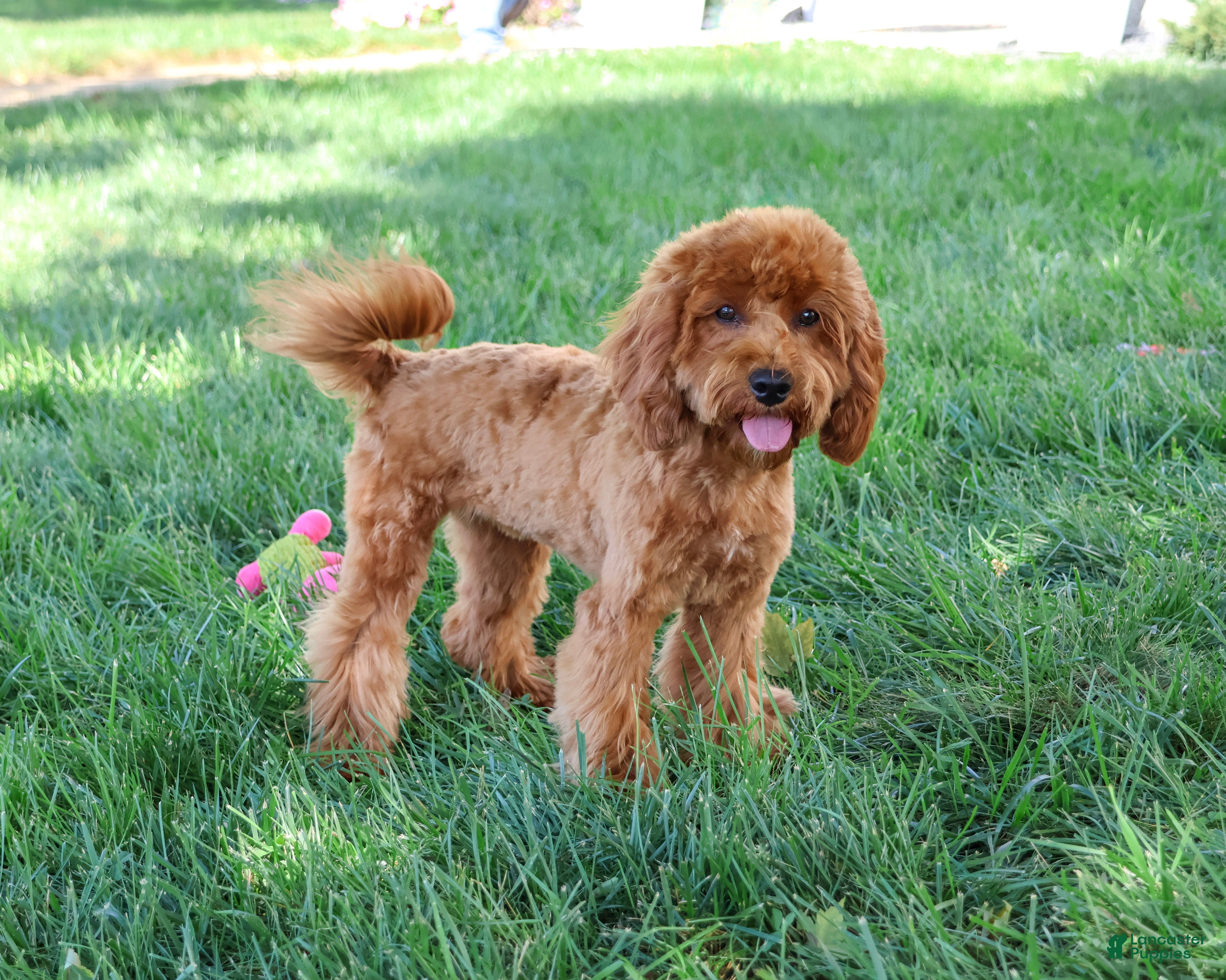 Cavapoo dogs Amore - Ad 2