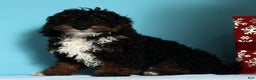 Mini Bernedoodle dogs for sale: Almond - Ad 6