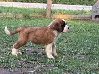 Saint Bernard dogs Monarch - Ad 28