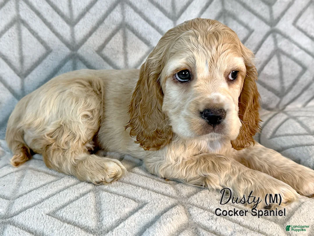 Cocker Spaniel dogs for sale: Dusty - Ad 4