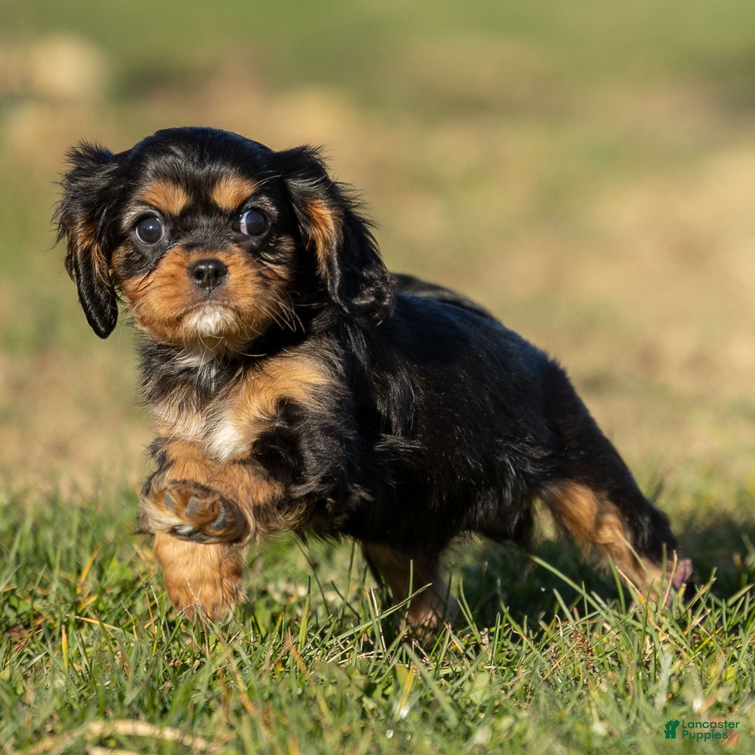 Cavalier King Charles Spaniel dogs for sale: Atticus - Ad 3