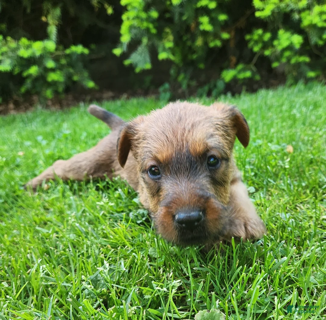 Irish Terrier dogs for sale: Daisy - Ad 2