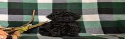 Cavapoo dogs for sale: Paris Hypoallergenic - Ad 7