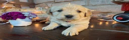 Labradoodle dogs for sale: Chloe (Girl) - Ad 4
