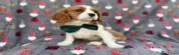 Cavalier King Charles Spaniel dogs for sale: Petey - Ad 4