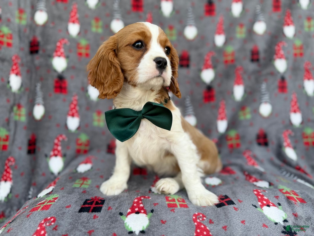 Cavalier King Charles Spaniel dogs for sale: Petey - Ad 4