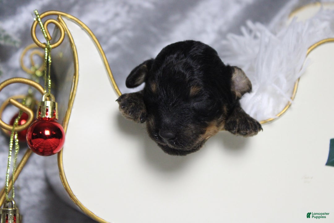 Toy Poodle dogs for sale: Jasper  - Ad 2