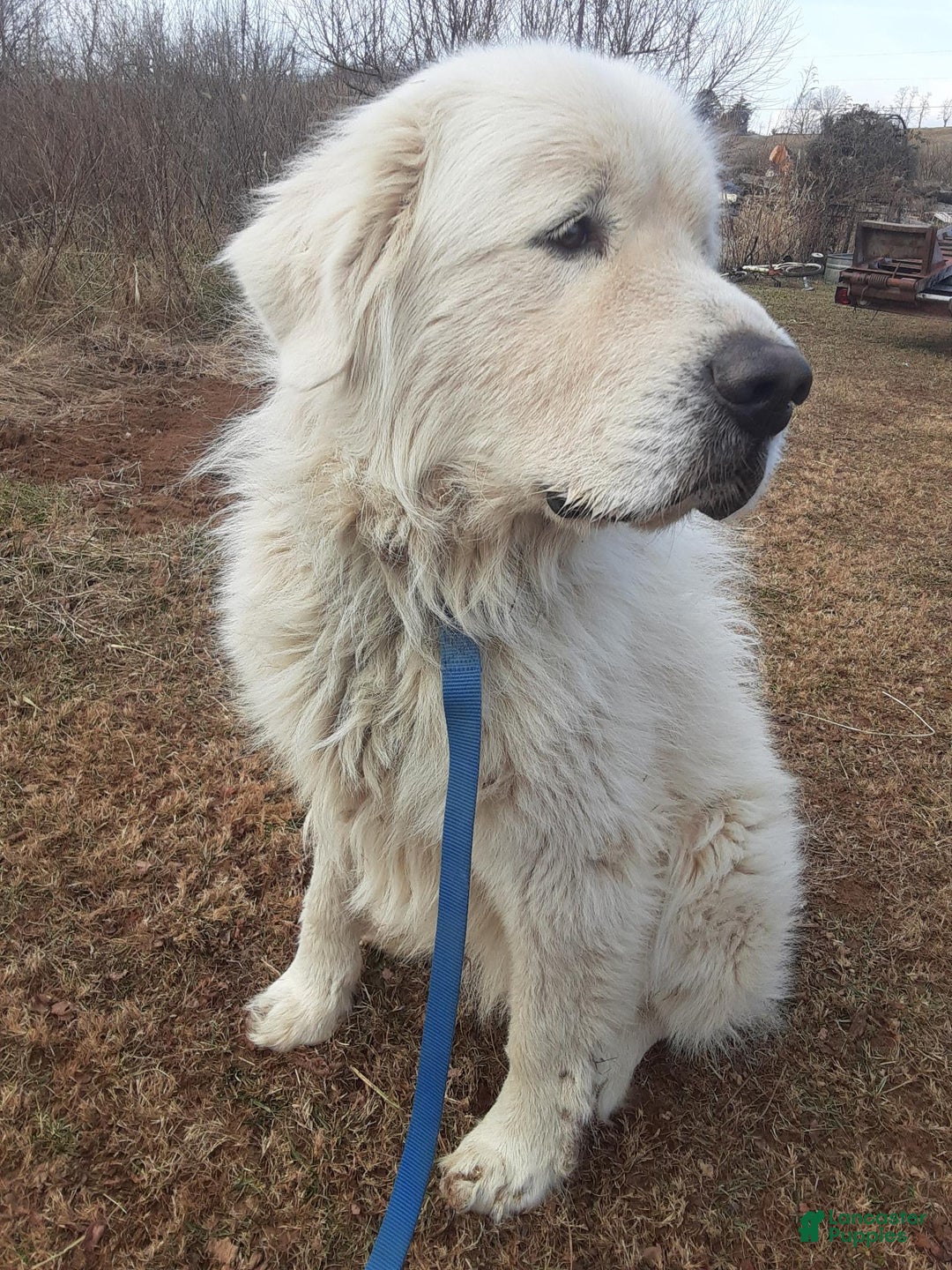 Great Pyrenees dogs for stud: Cooper - Ad 2