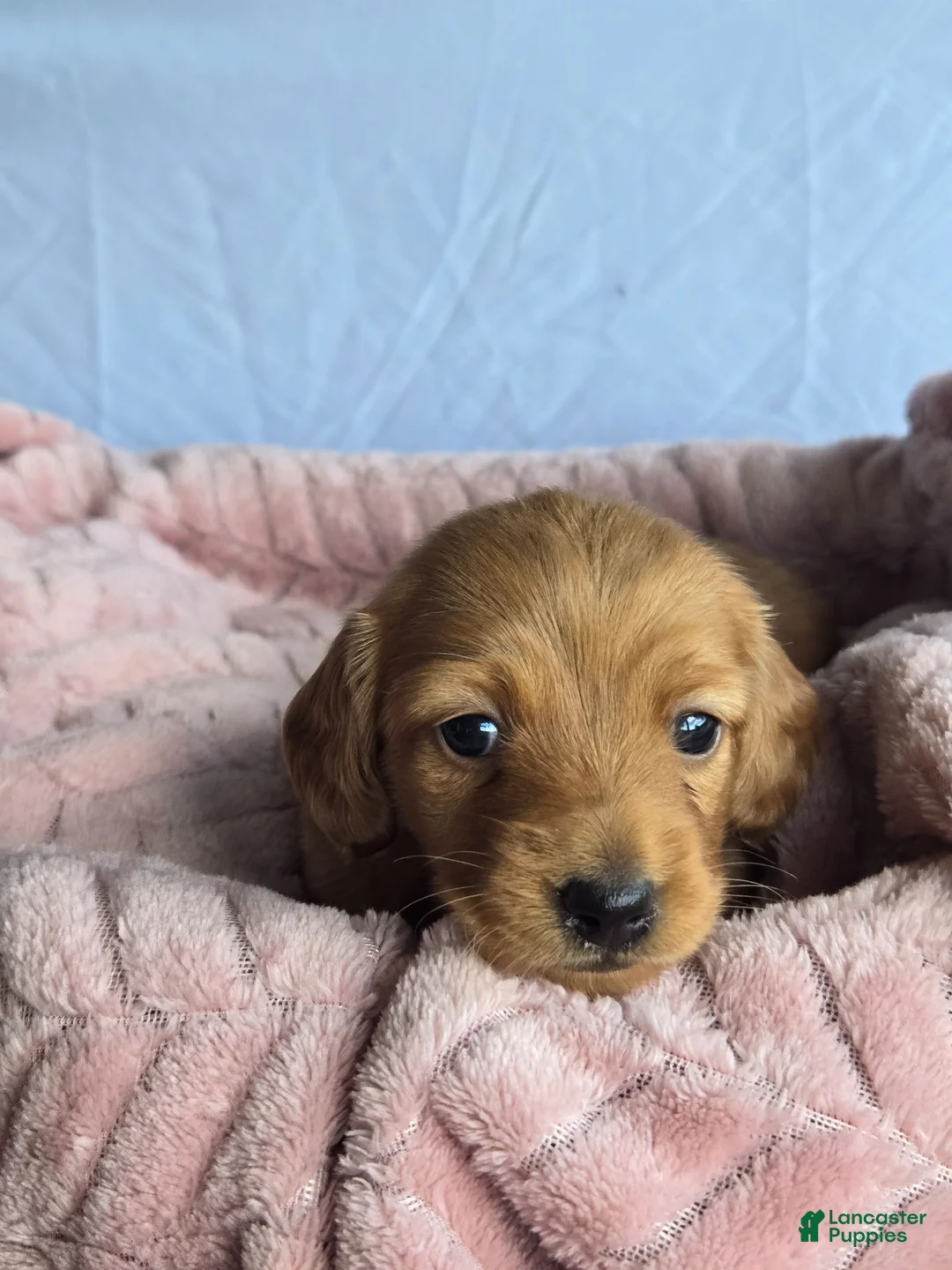 Miniature Dachshund dogs for sale: Tulip 🌷  - Ad 1