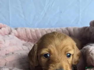 Miniature Dachshund dogs Tulip 🌷 - Ad 1