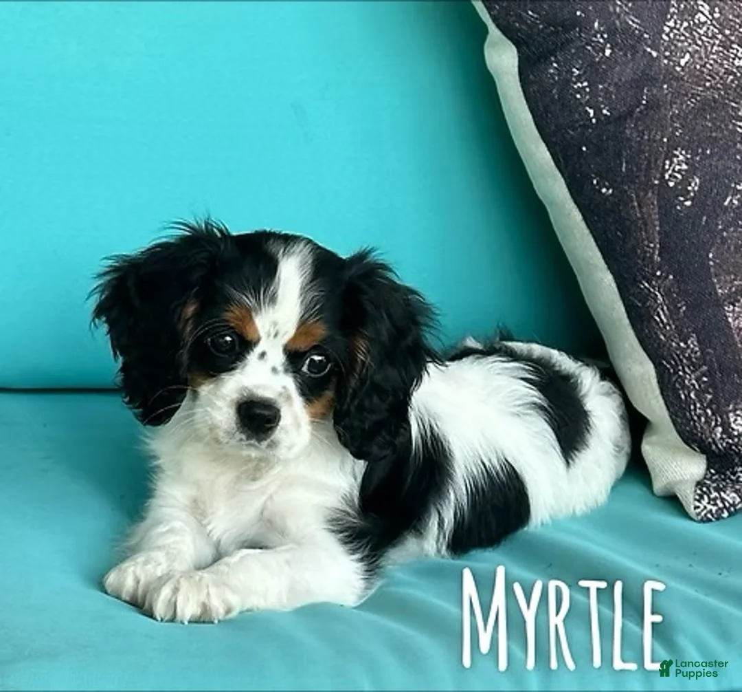 Cavapoo dogs for sale: Moriah - Ad 2