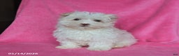 Maltese dogs for sale: Percy - Ad 4