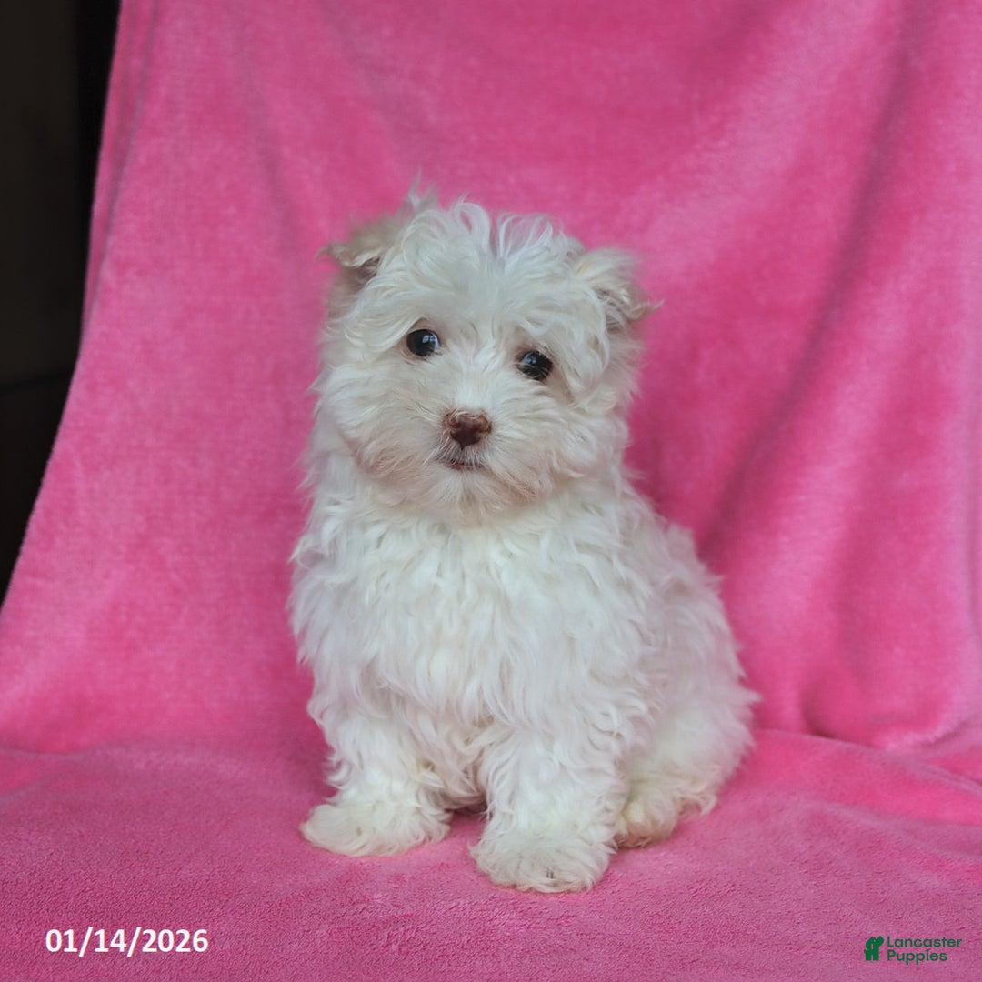 Maltese dogs for sale: Percy - Ad 4