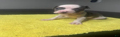 American Pit Bull Terrier Puppy 1