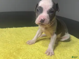 American Pit Bull Terrier dogs American Pit Bull Terrier Puppy 1 - Ad 23