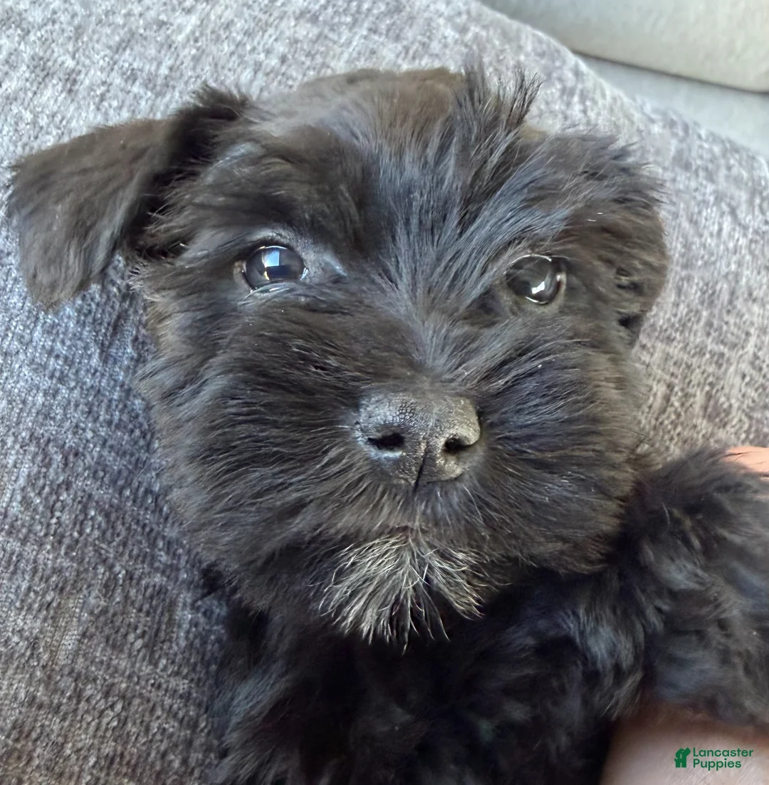 Miniature Schnauzer dogs for sale: Fidget - Ad 1
