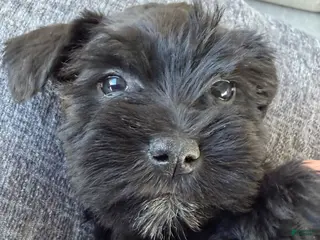 Miniature Schnauzer dogs Fidget - Ad 30