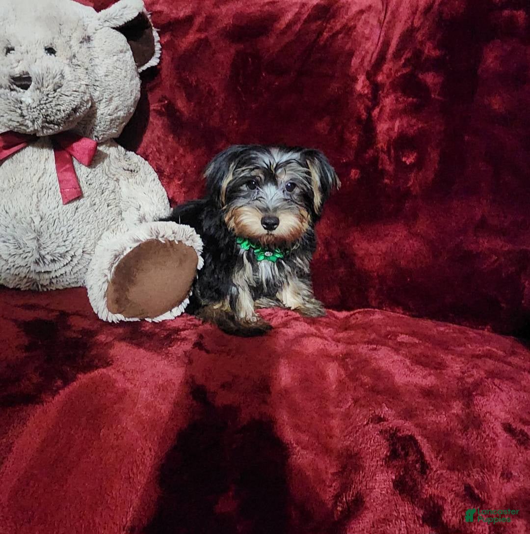 Yorkshire Terrier dogs for sale: BRODY - Ad 7