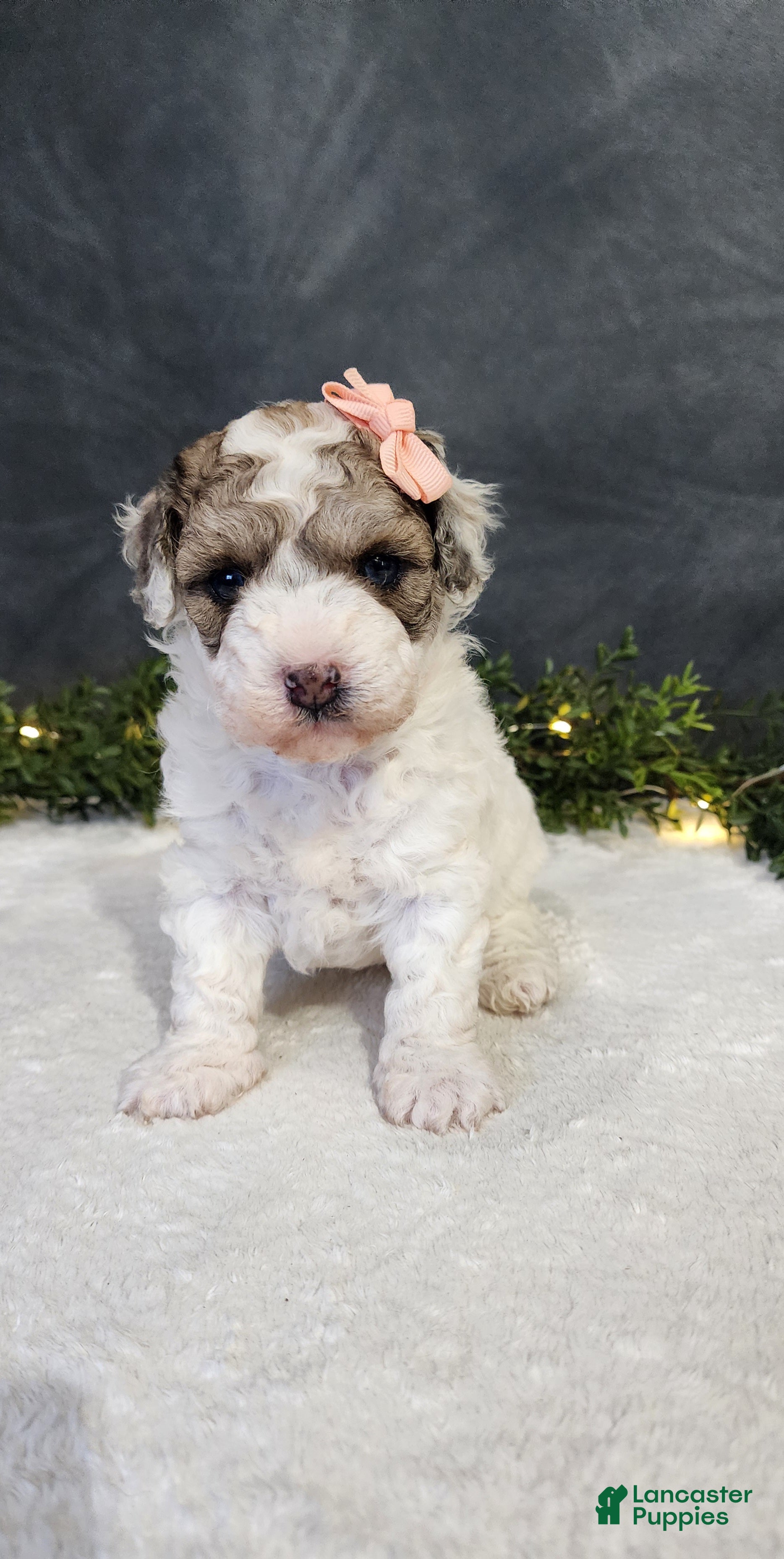 Miniature Poodle dogs Princess  - Ad 2