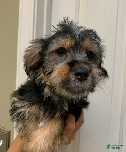 Shorkie dogs Shorkie 2 - Ad 1